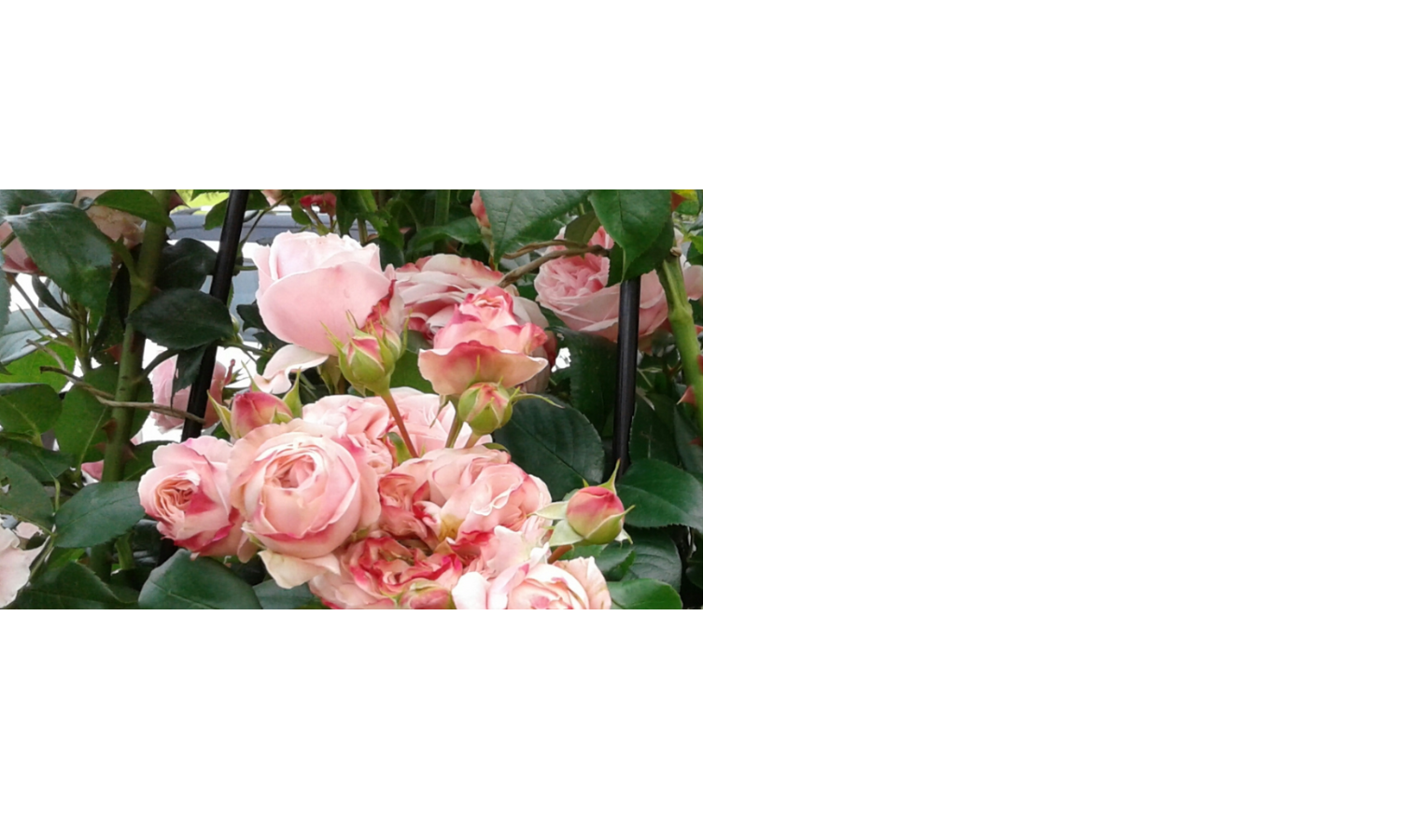Rosa Rosenblüten und grüne Blätter in voller Blüte, nahe einer Hotelumgebung im LOUIS Hotel München.