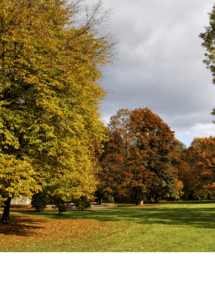 Herbstlicher Park mit bunten Bäumen und grüner Wiese unter bewölktem Himmel.